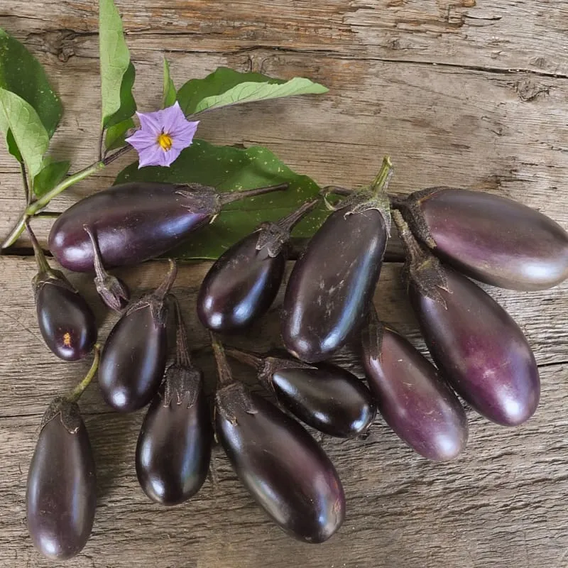 Patio Baby Eggplant (F1 Hybrid 45 Days)