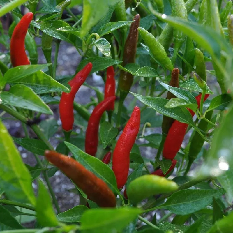 Super Thai Pepper (F1 Hybrid 71 Days)